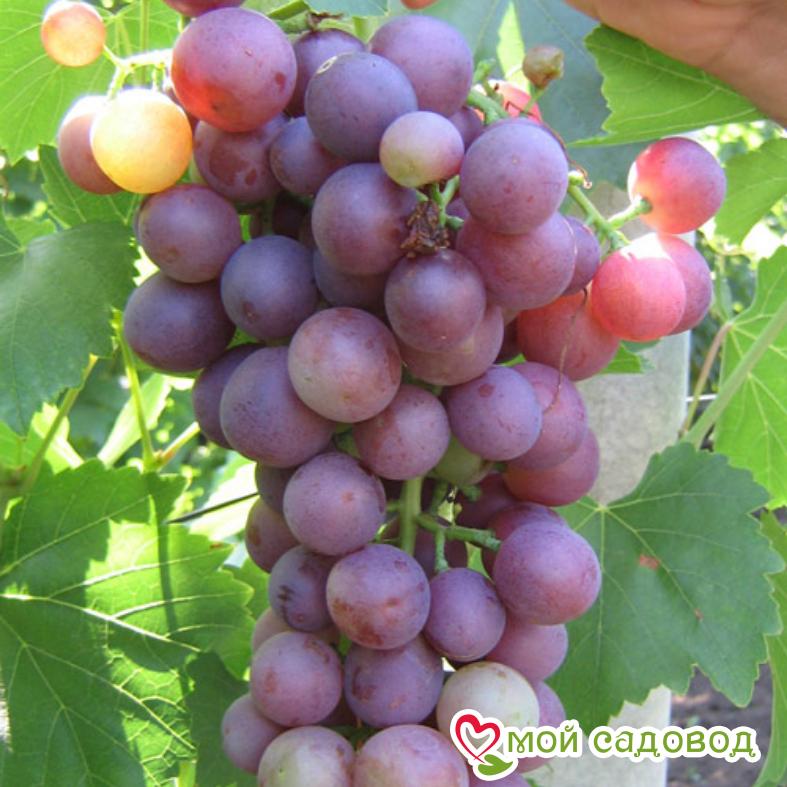 Виноград Астра