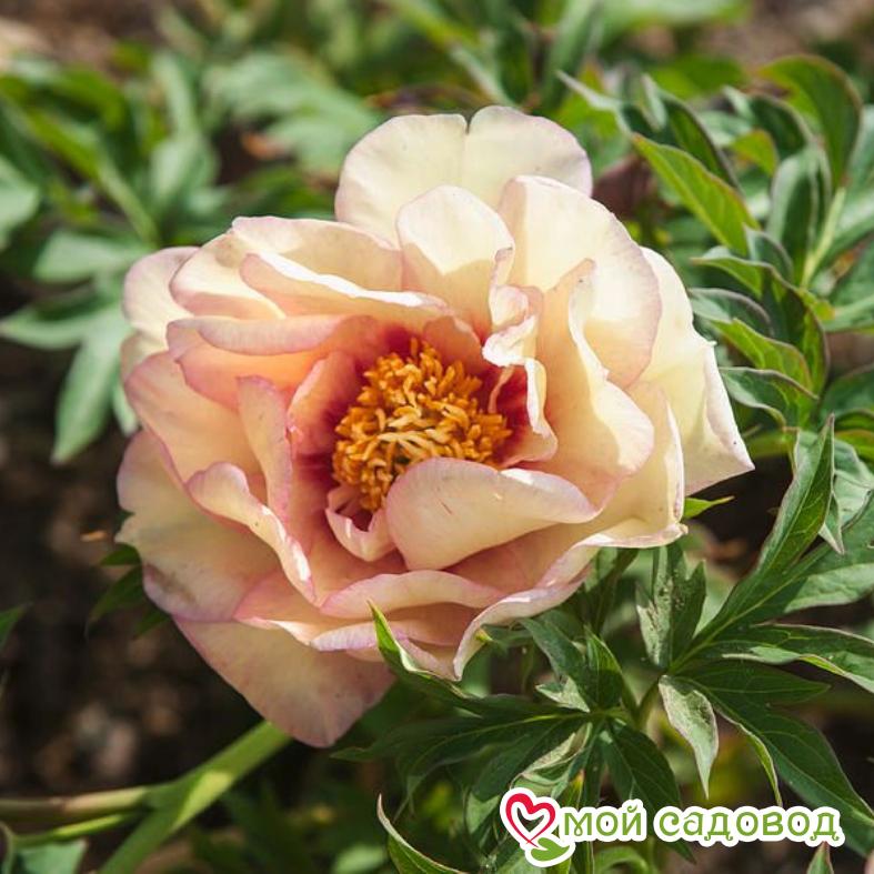 Пион Коллис Мемори