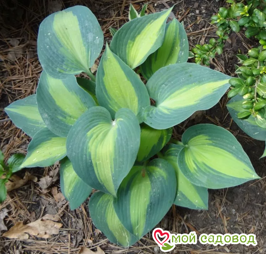 Хоста КАТЕРИНА