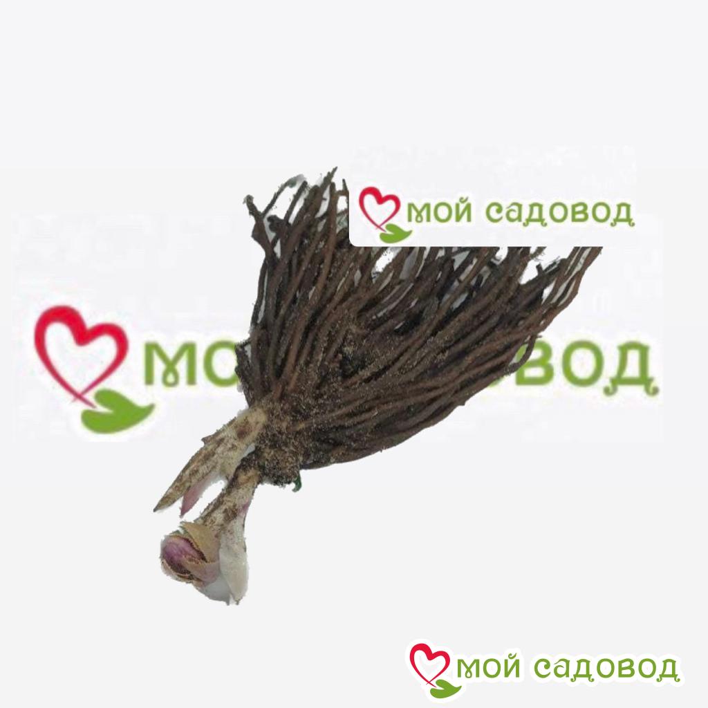 Хоста Розовая Симфония