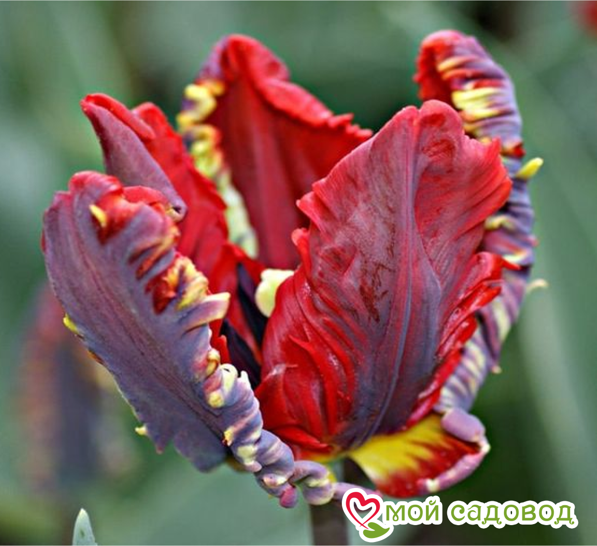 Тюльпан Рококо