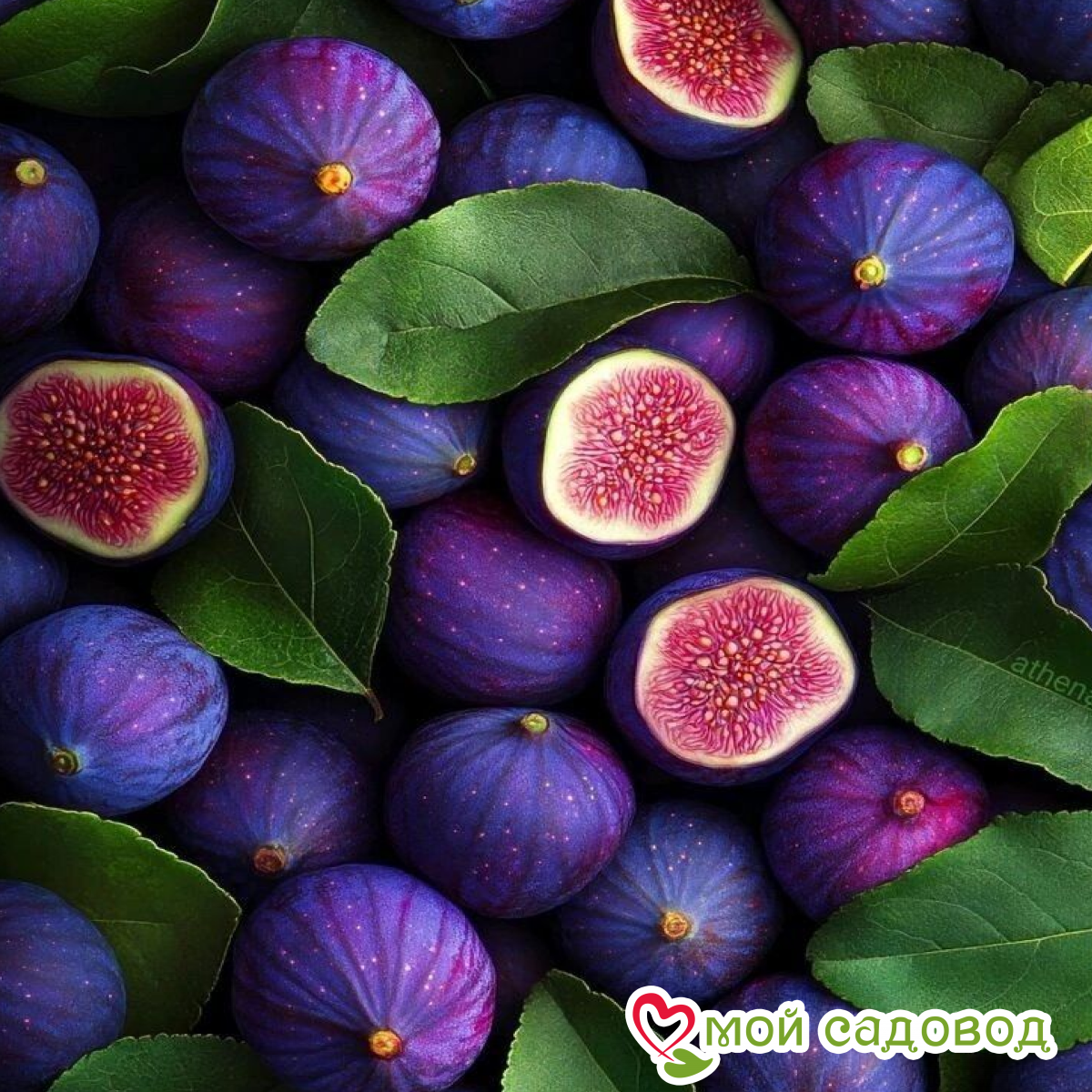 Новинки Инжира 2026!